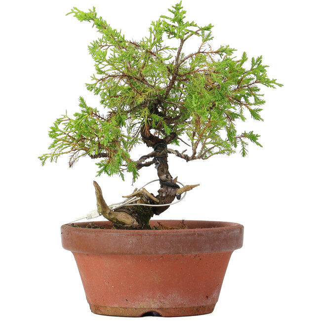 Juniperus chinensis Itoigawa, 21 cm, ± 8 Jahre alt