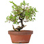 Juniperus chinensis Itoigawa, 21 cm, ± 8 jaar oud