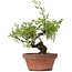 Juniperus chinensis Itoigawa, 25 cm, ± 8 jaar