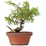 Juniperus chinensis Itoigawa, 21 cm, ± 8 jaar oud