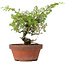Juniperus chinensis Itoigawa, 21 cm, ± 8 años