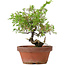 Juniperus chinensis Itoigawa, 21 cm, ± 8 jaar oud