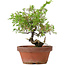 Juniperus chinensis Itoigawa, 21 cm, ± 8 years old