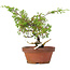 Juniperus chinensis Itoigawa, 21 cm, ± 8 años