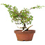 Juniperus chinensis Itoigawa, 21 cm, ± 8 jaar oud