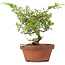 Juniperus chinensis Itoigawa, 21 cm, ± 8 ans