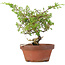 Juniperus chinensis Itoigawa, 21 cm, ± 8 jaar oud