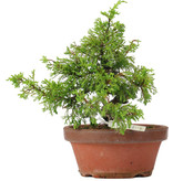 Juniperus chinensis Itoigawa, 20,5 cm, ± 8 jaar oud