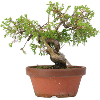 Juniperus chinensis Itoigawa, 18 cm, ± 8 anni