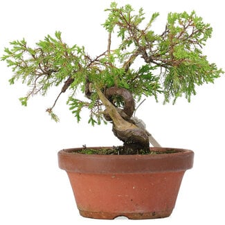 Juniperus chinensis Itoigawa, 18 cm, ± 8 years old