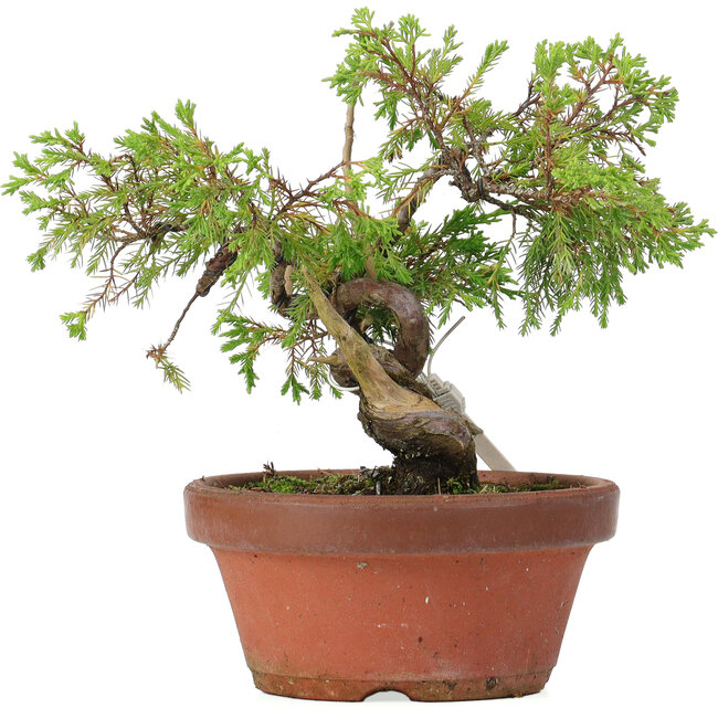 Juniperus chinensis Itoigawa, 18 cm, ± 8 anni