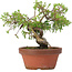 Juniperus chinensis Itoigawa, 18 cm, ± 8 anni