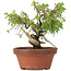 Juniperus chinensis Itoigawa, 18 cm, ± 8 jaar oud