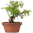 Juniperus chinensis Itoigawa, 18 cm, ± 8 jaar oud