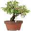 Juniperus chinensis Itoigawa, 18 cm, ± 8 years old