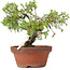 Juniperus chinensis Itoigawa, 18 cm, ± 8 anni