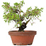 Juniperus chinensis Itoigawa, 18 cm, ± 8 jaar oud