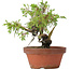 Juniperus chinensis Itoigawa, 18 cm, ± 8 jaar oud