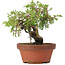 Juniperus chinensis Itoigawa, 18 cm, ± 8 anni