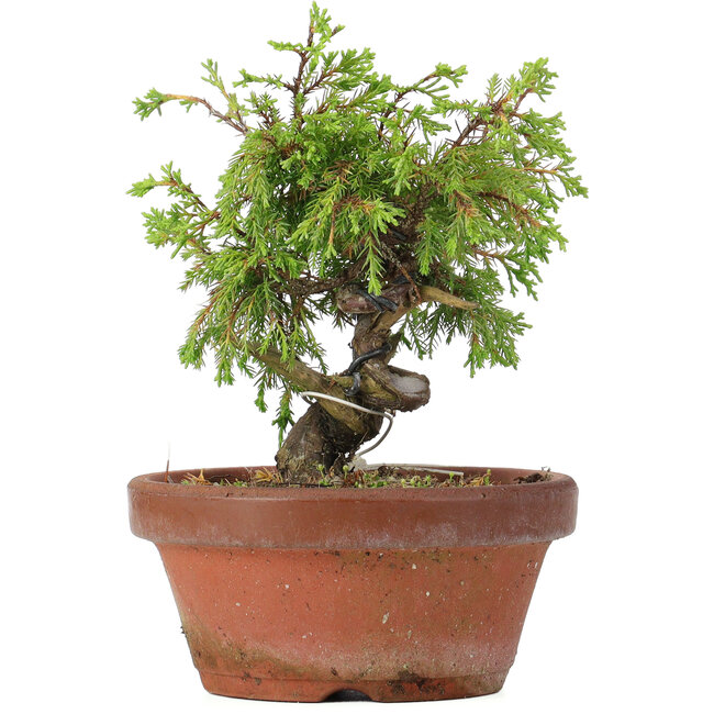 Juniperus chinensis Itoigawa, 17 cm, ± 8 Jahre alt