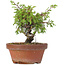 Juniperus chinensis Itoigawa, 17 cm, ± 8 jaar oud