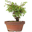 Juniperus chinensis Itoigawa, 17 cm, ± 8 years old