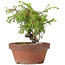 Juniperus chinensis Itoigawa, 17 cm, ± 8 ans