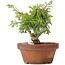 Juniperus chinensis Itoigawa, 17 cm, ± 8 jaar oud