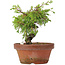 Juniperus chinensis Itoigawa, 17 cm, ± 8 años