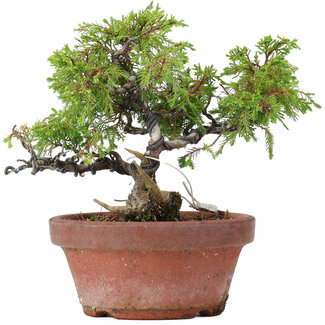 Juniperus chinensis Itoigawa, 18 cm, ± 8 años