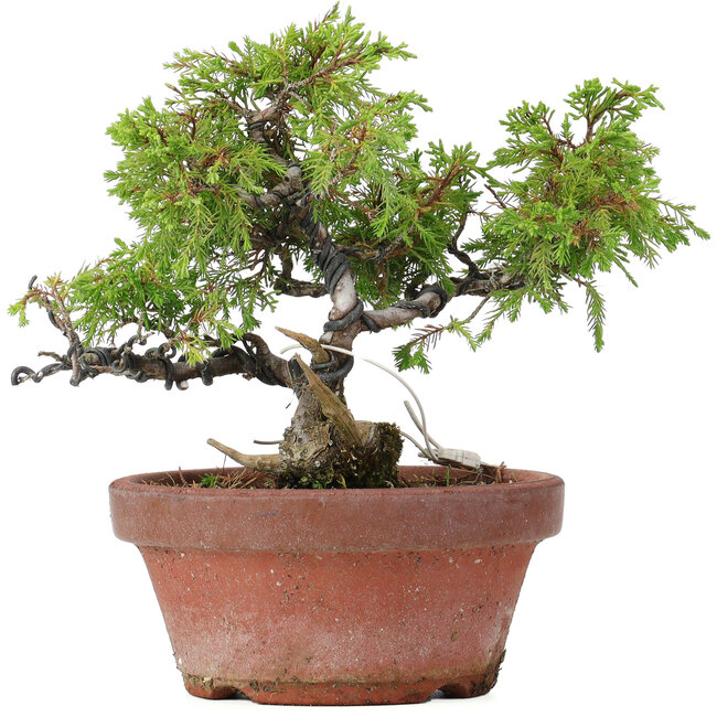 Juniperus chinensis Itoigawa, 18 cm, ± 8 jaar oud