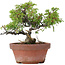 Juniperus chinensis Itoigawa, 18 cm, ± 8 years old