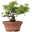 Juniperus chinensis Itoigawa, 18 cm, ± 8 anni