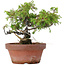 Juniperus chinensis Itoigawa, 18 cm, ± 8 años