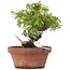 Juniperus chinensis Itoigawa, 18 cm, ± 8 anni