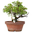 Juniperus chinensis Itoigawa, 18 cm, ± 8 jaar oud