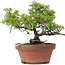 Juniperus chinensis Itoigawa, 18 cm, ± 8 ans