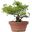 Juniperus chinensis Itoigawa, 18 cm, ± 8 anni