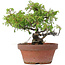 Juniperus chinensis Itoigawa, 18 cm, ± 8 ans