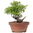 Juniperus chinensis Itoigawa, 18 cm, ± 8 years old