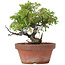 Juniperus chinensis Itoigawa, 18 cm, ± 8 years old