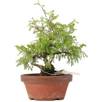 Juniperus chinensis Itoigawa, 24 cm, ± 8 años