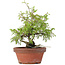 Juniperus chinensis Itoigawa, 24 cm, ± 8 anni