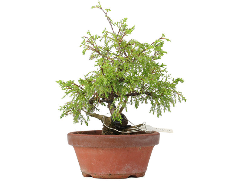 Juniperus chinensis Itoigawa, 24 cm, ± 8 jaar oud