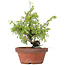 Juniperus chinensis Itoigawa, 24 cm, ± 8 ans