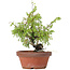 Juniperus chinensis Itoigawa, 24 cm, ± 8 jaar oud