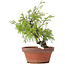 Juniperus chinensis Itoigawa, 24 cm, ± 8 jaar oud