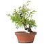 Juniperus chinensis Itoigawa, 24 cm, ± 8 Jahre alt