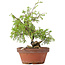 Juniperus chinensis Itoigawa, 24 cm, ± 8 jaar oud