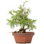 Juniperus chinensis Itoigawa, 24 cm, ± 8 years old